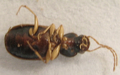 Microlestes