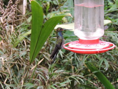 Urochroa bougueri