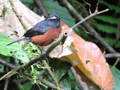 Ochthoeca cinnamomeiventris