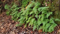 Polypodium glycyrrhiza