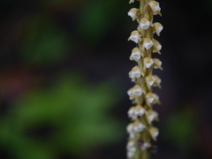 Peristylus plantagineus