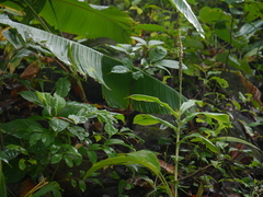 Peristylus plantagineus