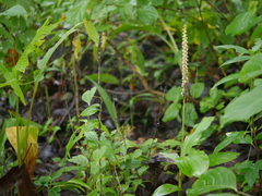 Peristylus plantagineus