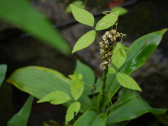 Peristylus plantagineus