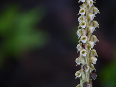 Peristylus plantagineus