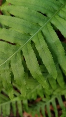 Polypodium glycyrrhiza