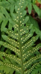 Polypodium glycyrrhiza