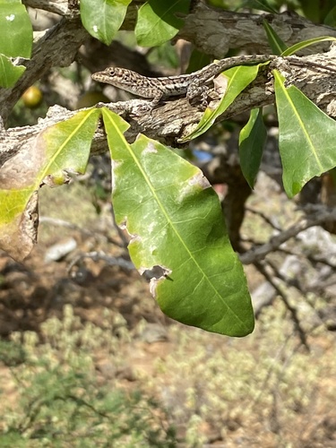 Crescentia cujete