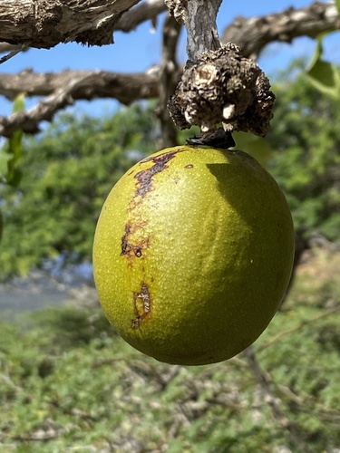Crescentia cujete
