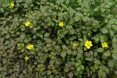 Argentina anserinoides