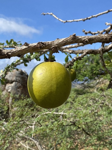 Crescentia cujete