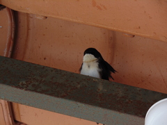 Pygochelidon cyanoleuca