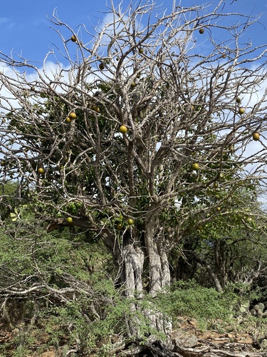Calabash Tree