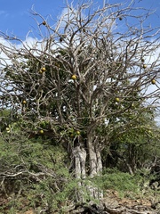 Calabash Tree