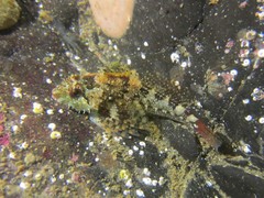 Oligocottus rubellio