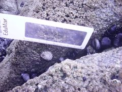 Siphonaria pectinata