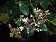 Ageratina pseudochilca