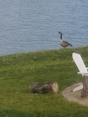 Branta canadensis