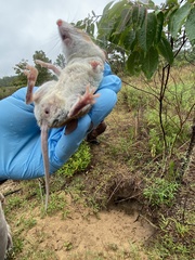 Podomys floridanus
