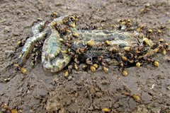 Camponotus rosariensis