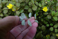 Argentina anserinoides