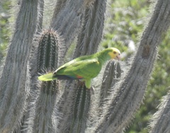 Amazona barbadensis
