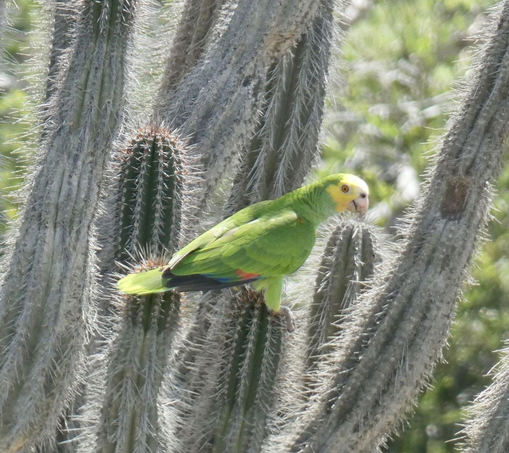 Yellow-shouldered Amazon