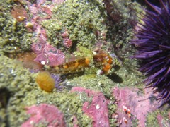 Oligocottus rubellio