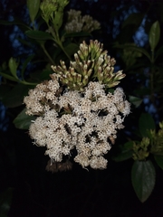Ageratina pseudochilca