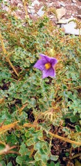 Solanum petrophilum