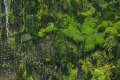 Epilobium pedunculare