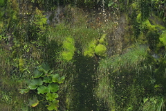 Epilobium pedunculare