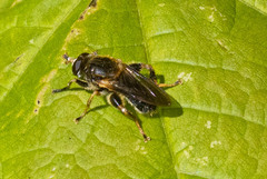 Teuchocnemis lituratus