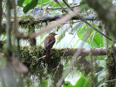 Anabacerthia variegaticeps