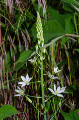 Ornithogalum pyramidale