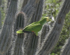 Amazona barbadensis