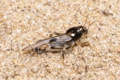 Neotridactylus
