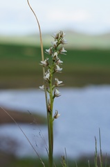 Prasophyllum tunbridgense