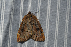 Spodolepis substriataria