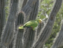 Amazona barbadensis