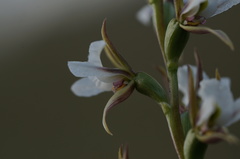 Prasophyllum tunbridgense