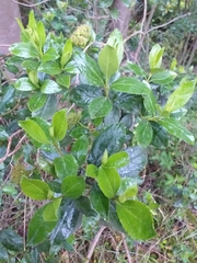 Ageratina pseudochilca