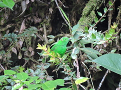 Chlorochrysa phoenicotis