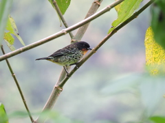 Ixothraupis rufigula