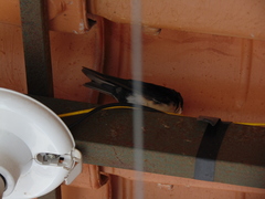 Pygochelidon cyanoleuca