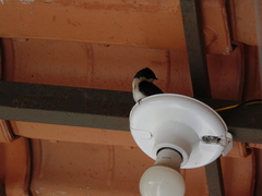 Pygochelidon cyanoleuca