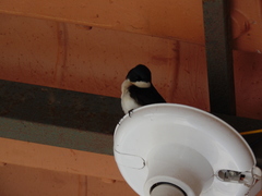 Pygochelidon cyanoleuca