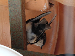 Pygochelidon cyanoleuca