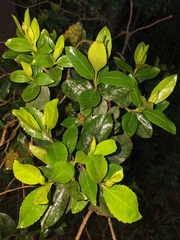 Ageratina pseudochilca