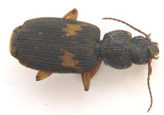 Cymindoidea virgulifera